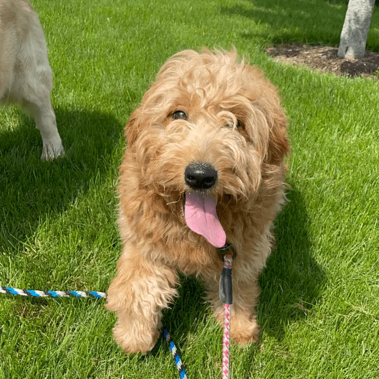 Remi Goldendoodle Mom