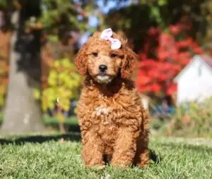 Little Zinny