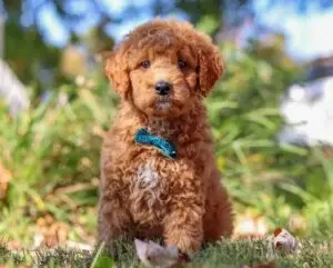 Purple M