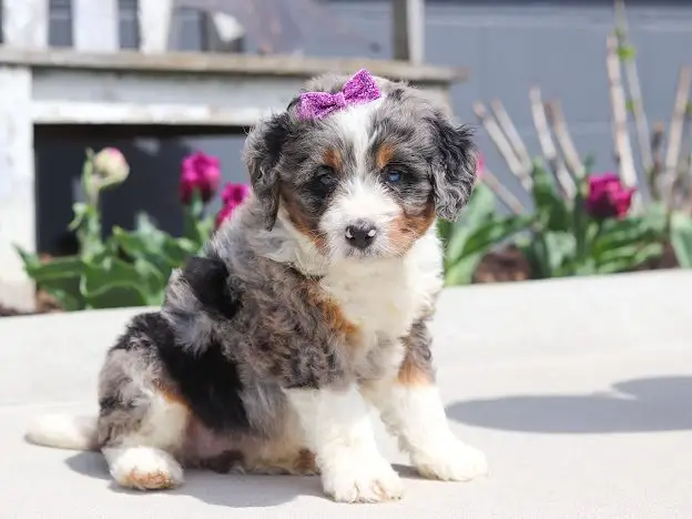 Blue Merle Mini Bernedoodle