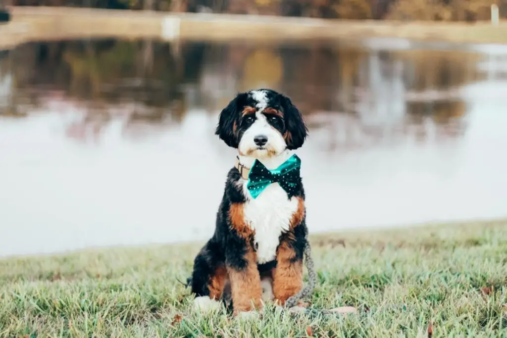 f1B Mini Bernedoodle