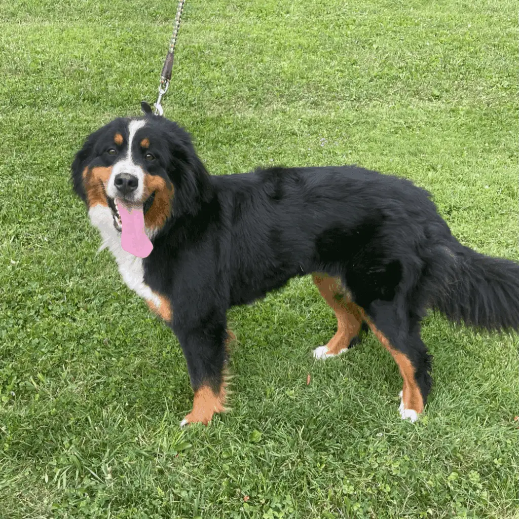 2DBB1F4C 2662 43E0 8725 7493A89DE137