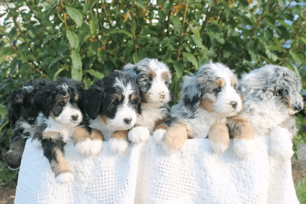 Mini vs. Standard Bernedoodle