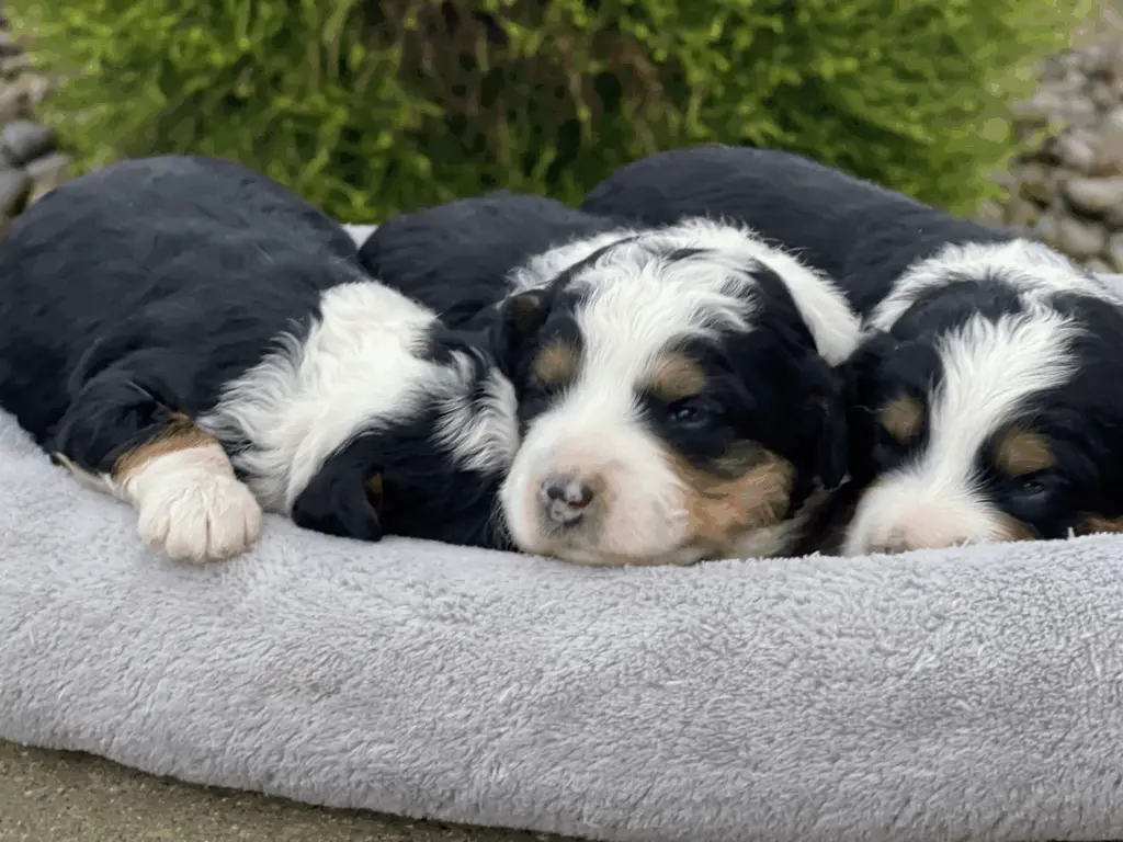 Bernedoodle Puppies