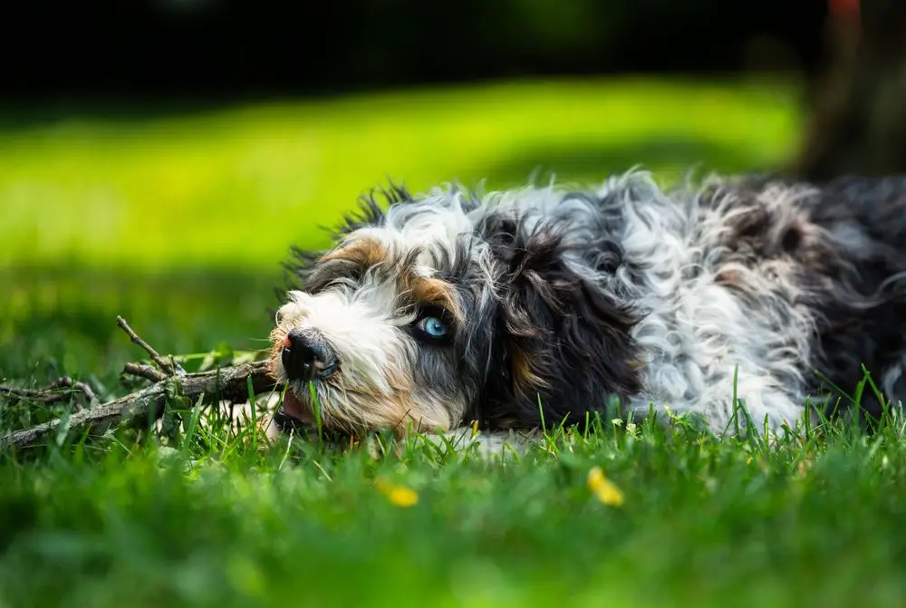 A,Closeup,Shot,Of,An,Adorable,Fluffy,Bernedoodle,Dog,Laying - Pleasant Acre Farms Bernedoodle