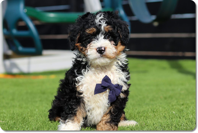 M5844 Tan 2 Lowell 2