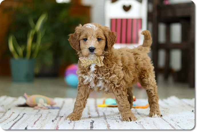 M5844 Tan 2 Lowell 3