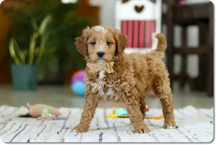 M5844 Tan 2 Lowell 3