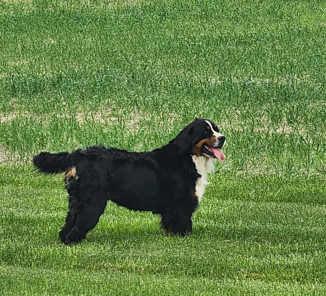 Dog standing in grassy field.