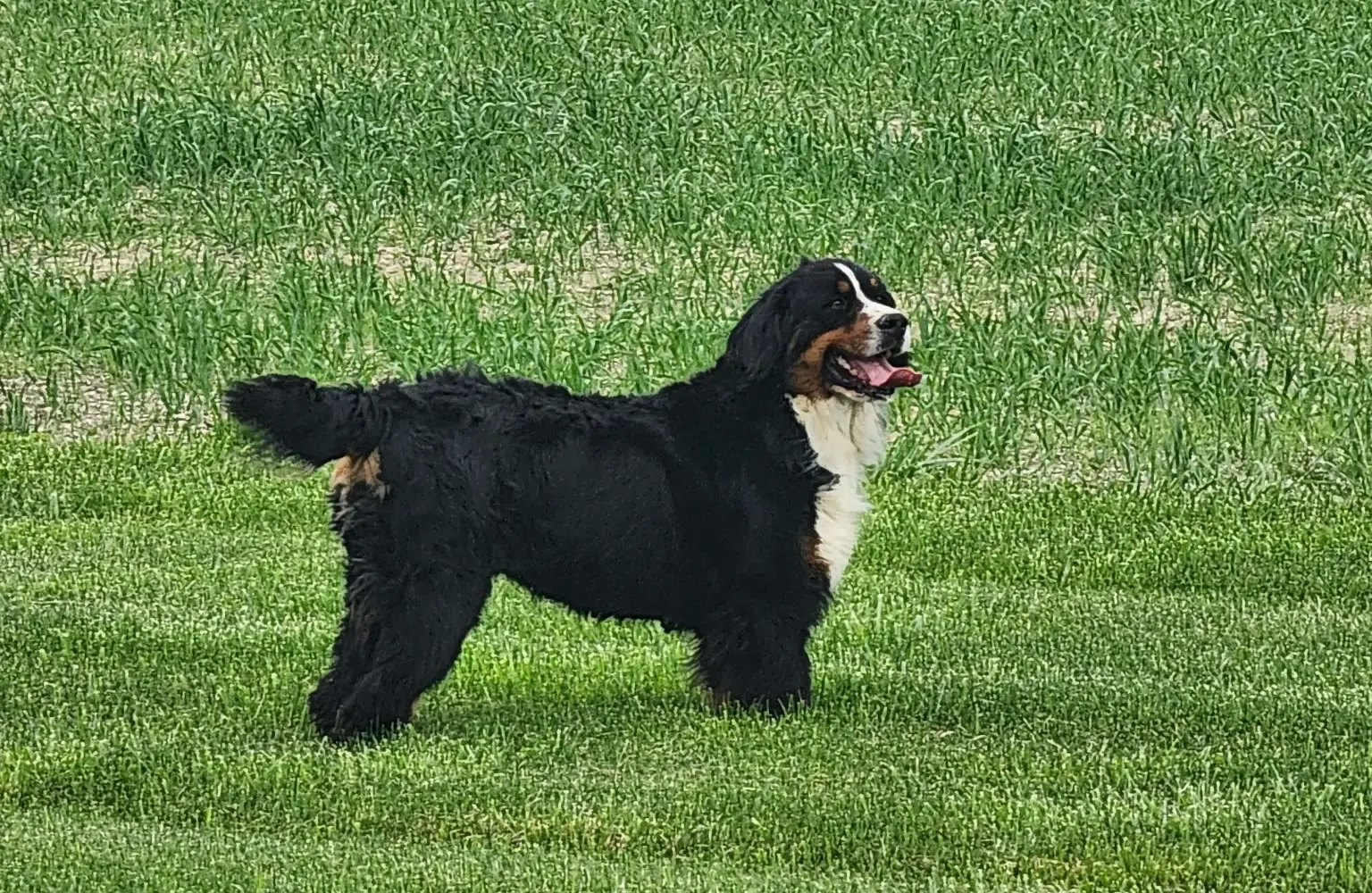 Dog standing in grassy field.