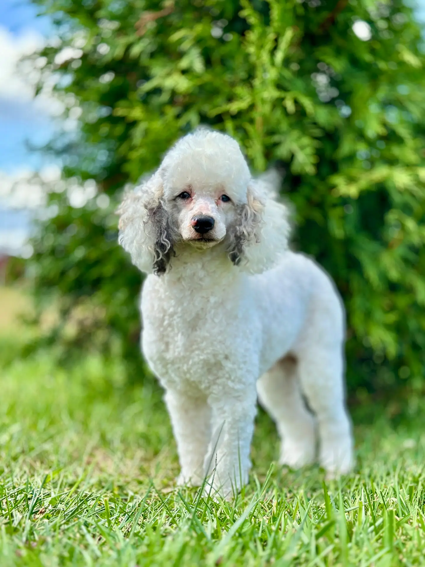 6524 Denali 1 scaled