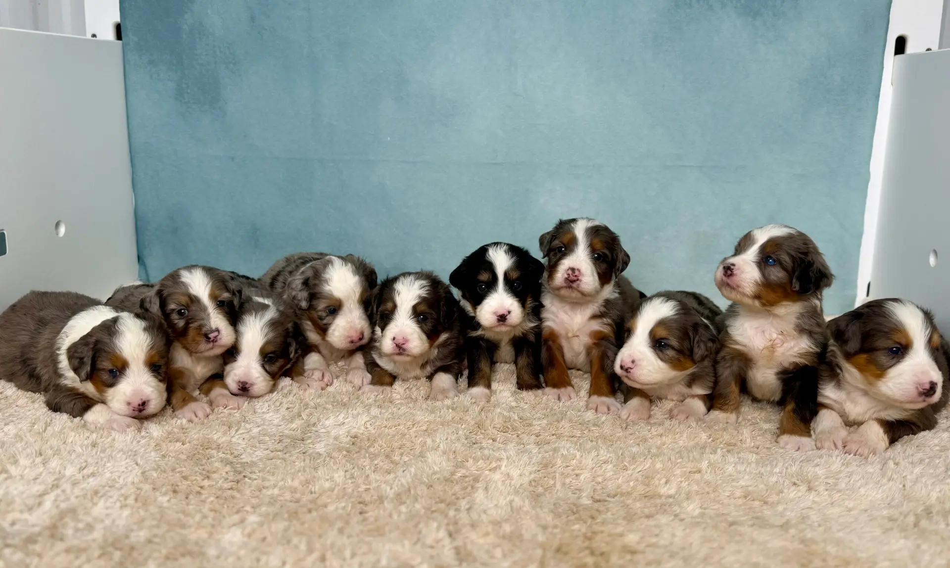 Lincoln - F1 mini bernedoodles