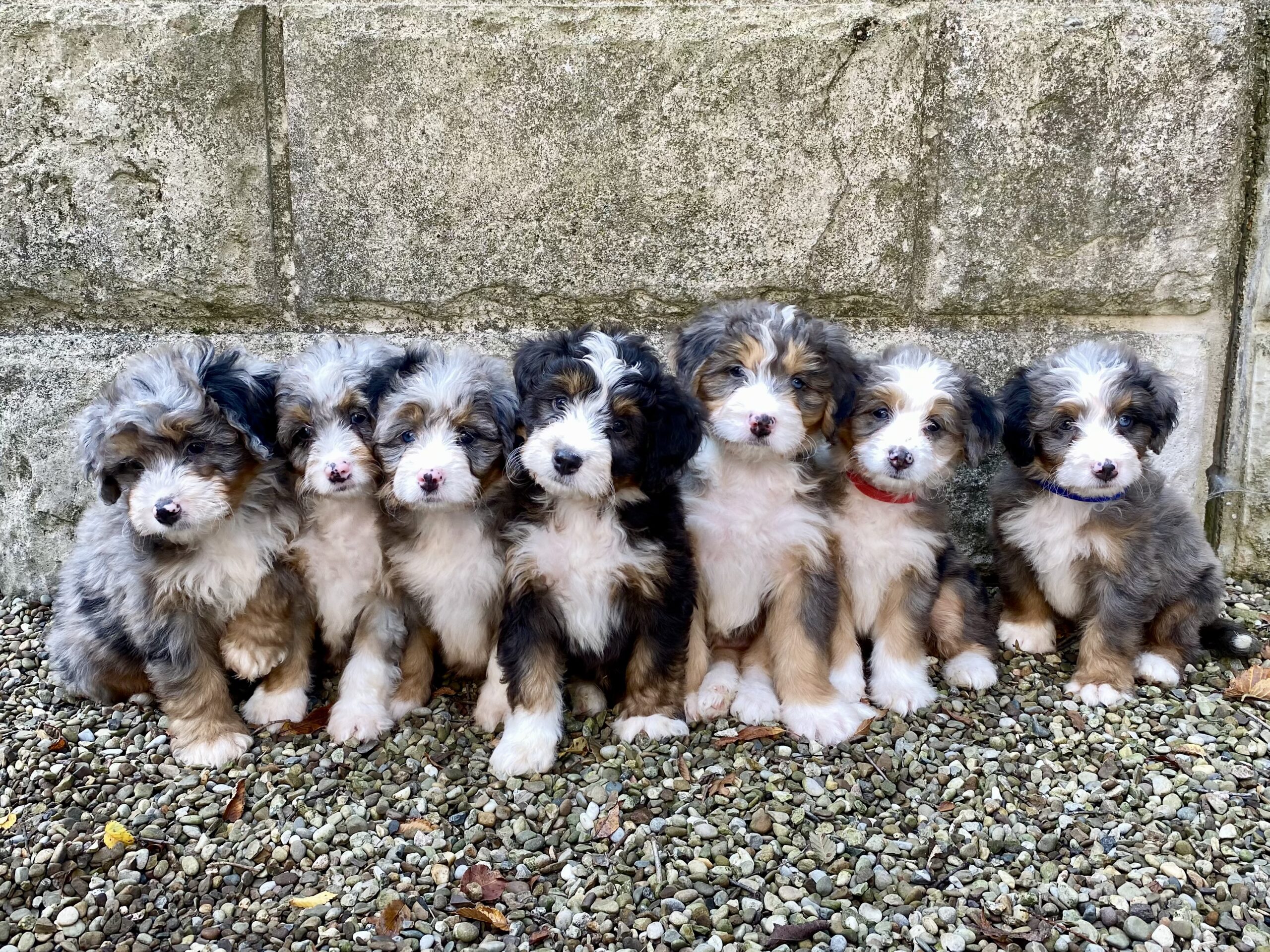 Lincoln F1-mini bernedoodles-1