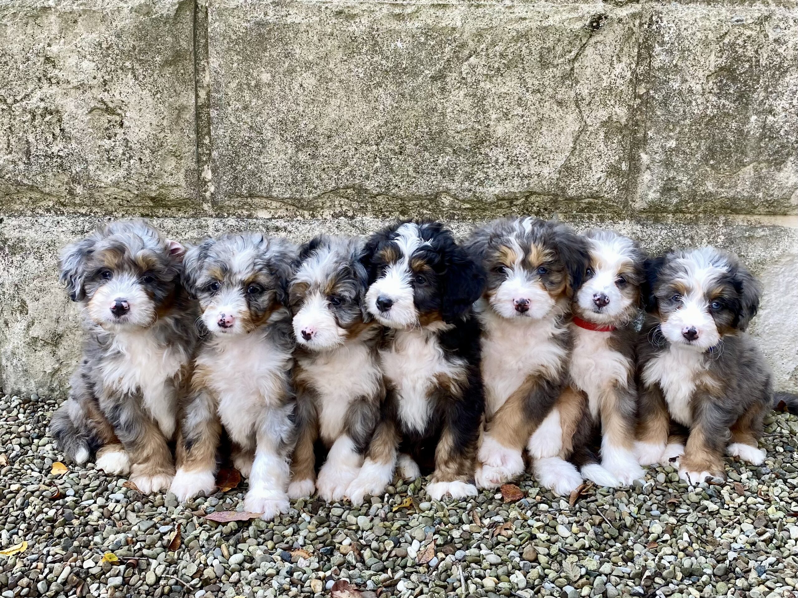 Lincoln F1-mini bernedoodles-2