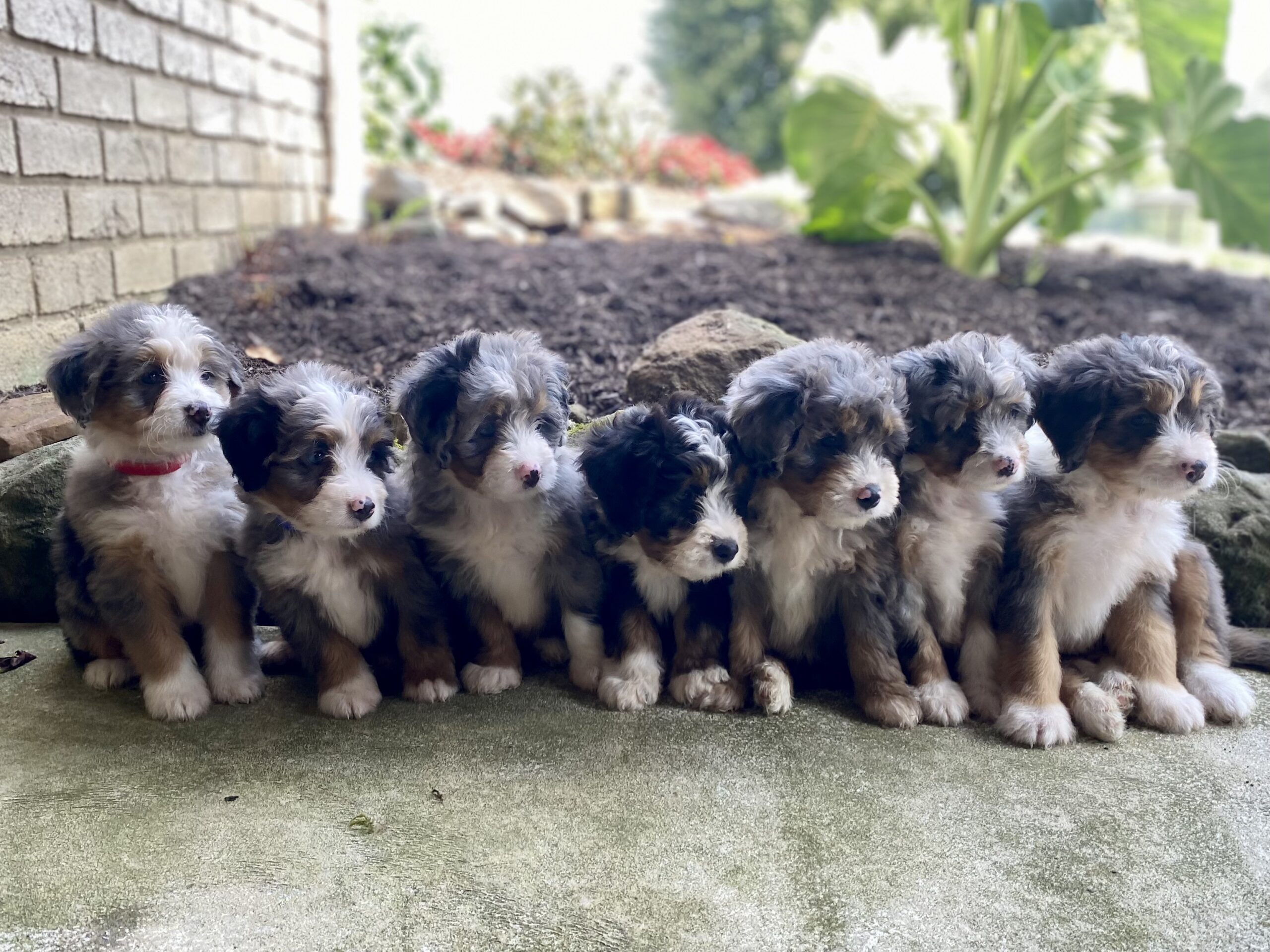 Lincoln F1-mini bernedoodles-3