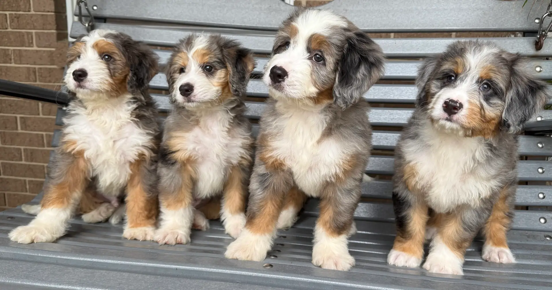 Lincoln_Mini Bernedoodles-1