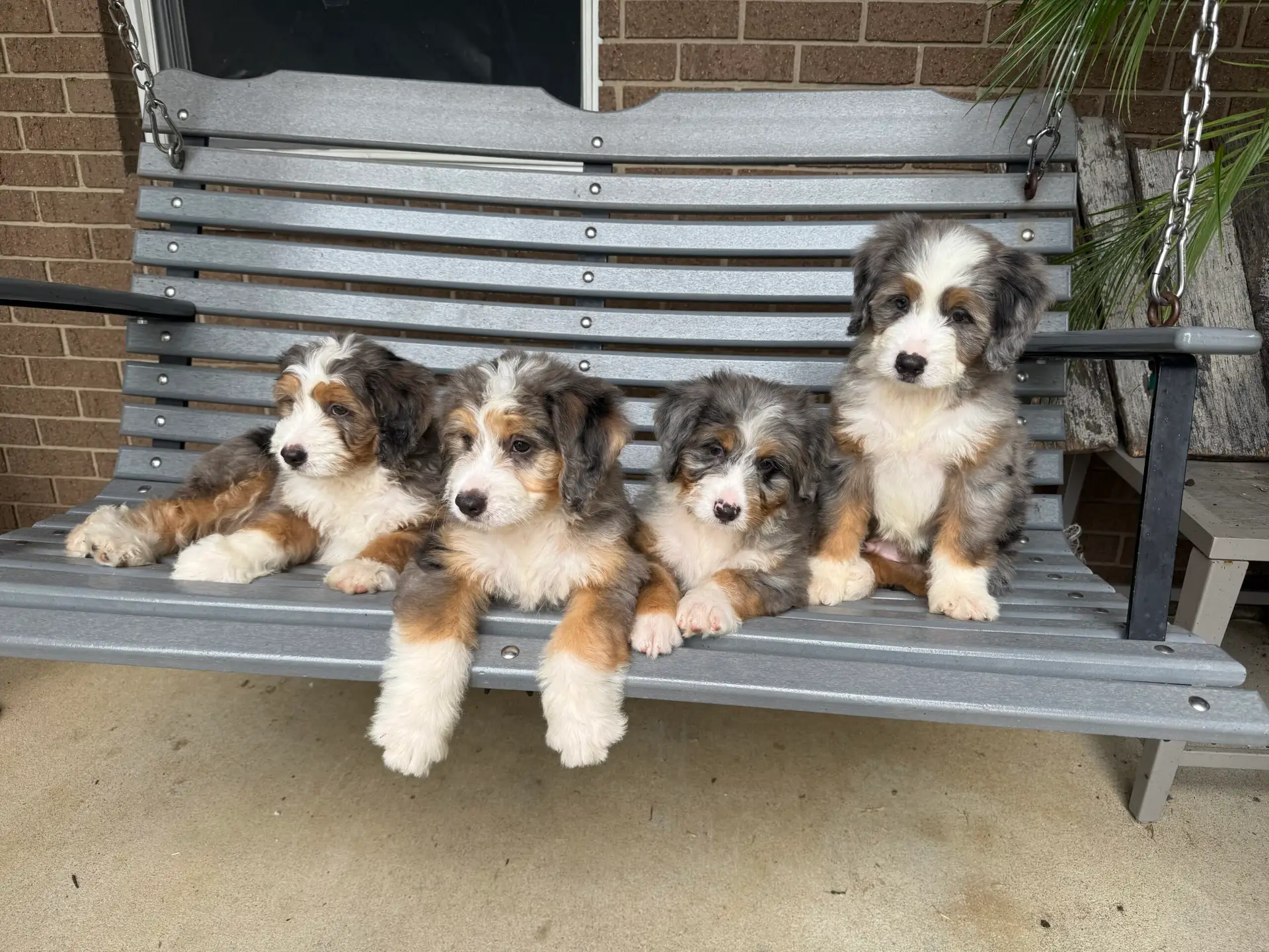 Lincoln_Mini Bernedoodles-2