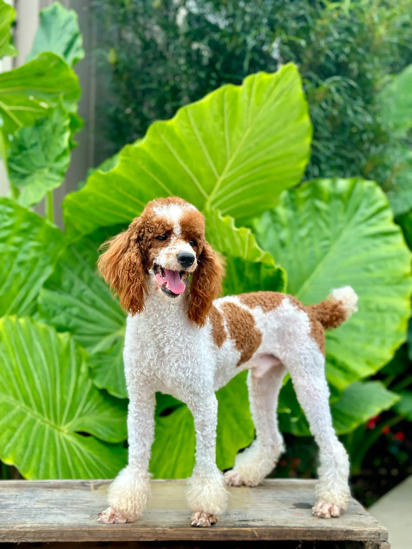 A curly brown and white poodle standing on a wooden table with large green tropical leaves in the background.