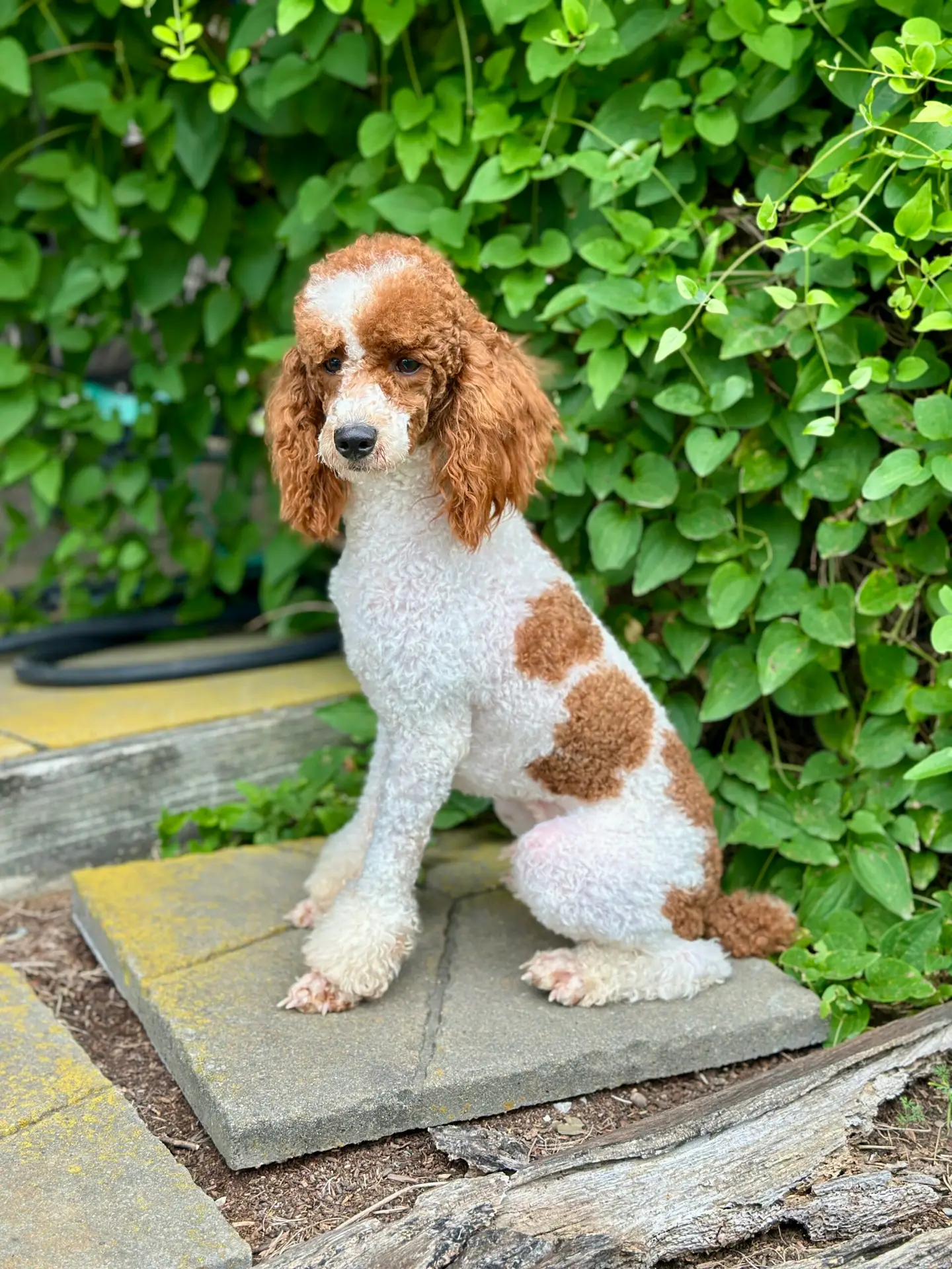 Brown and white poodle sitting on concrete steps beside a dense green hedge.