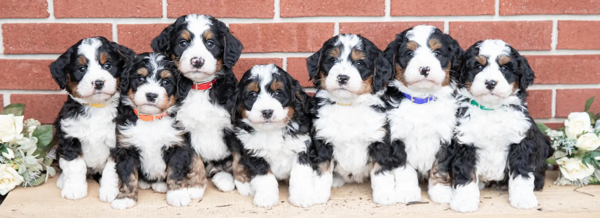 Seven Bernedoodle puppies with colored collars sit in a row against a brick wall, looking at the camera.