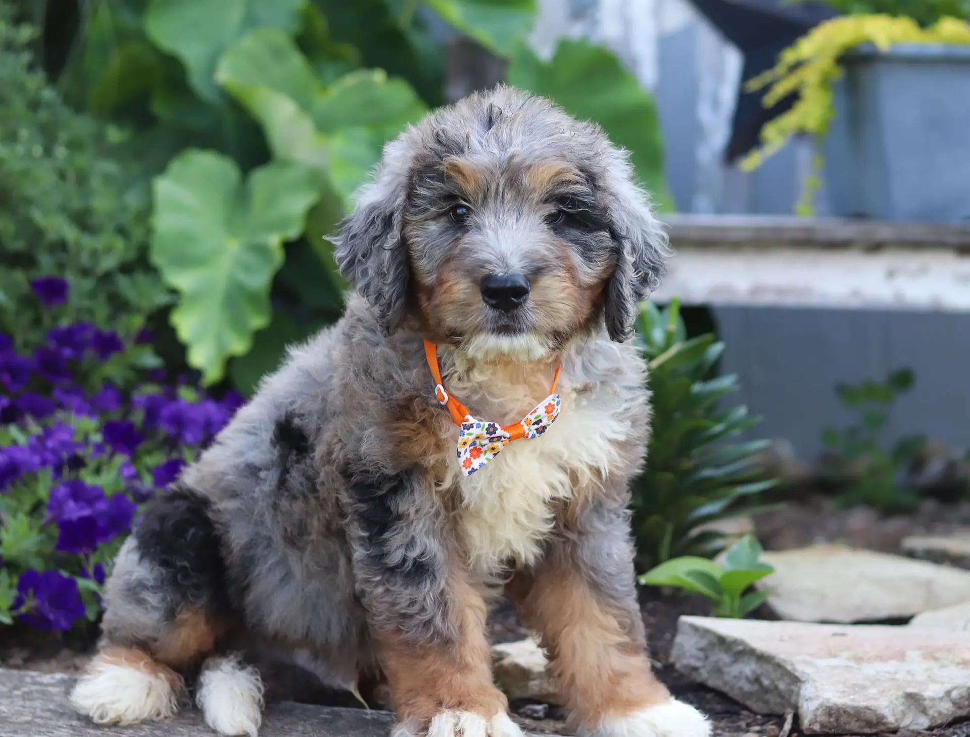 Young fluffy puppy with gray and tan fur wearing an orange floral bow tie, sitting on stone steps in a garden.