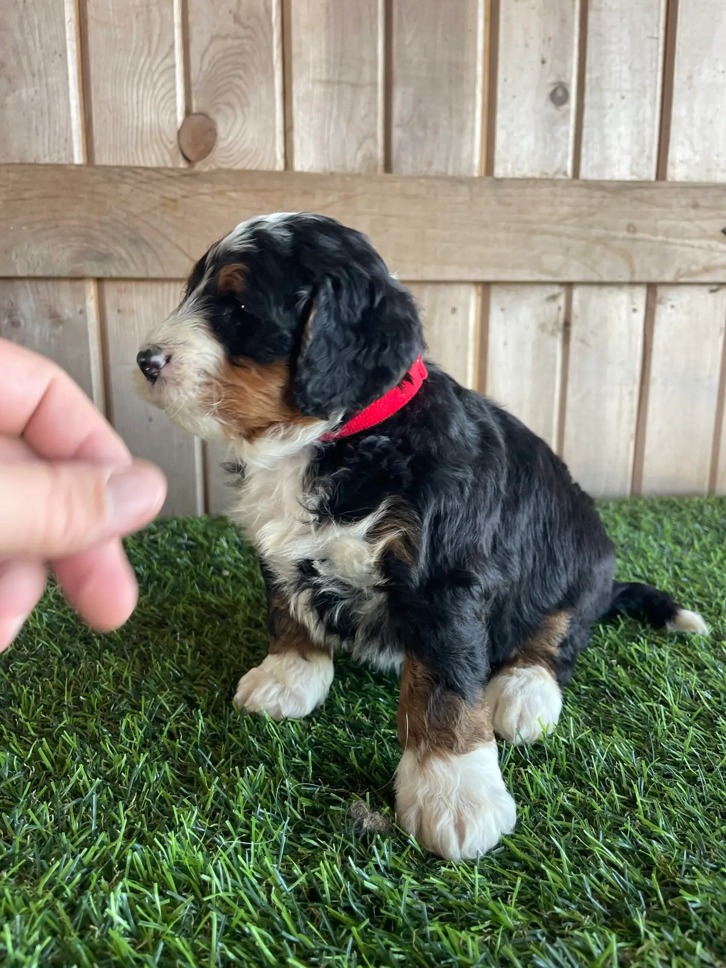 Puppy with black, white, and tan fur wearing a red collar sits on artificial grass, a hand reaching toward it from the left.