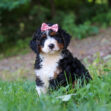Puppy with a pink sequin bow sitting in green grass outdoors, looking at the camera.