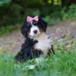 A curly-haired black, white, and brown puppy wearing a pink sequin bow sits in green grass outdoors.