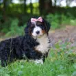 Young fluffy tricolor puppy with a pink sequined bow on its head in a grassy outdoor setting