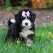 Fluffy black and white puppy wearing a pink checkered bow sits in the grass in an outdoor yard.