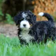 Fluffy black and white puppy standing in bright green grass outdoors, looking toward the camera.