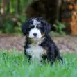 Fluffy tricolor puppy (black, white, tan) sitting in green grass outdoors with blurred trees in the background.