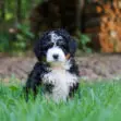 Young black, white, and brown puppy sitting in green grass outdoors, looking at the camera with a fluffy coat.