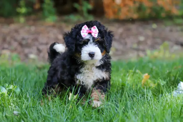 Fluffy black and white puppy wearing a pink checkered bow sits in the grass in an outdoor yard.