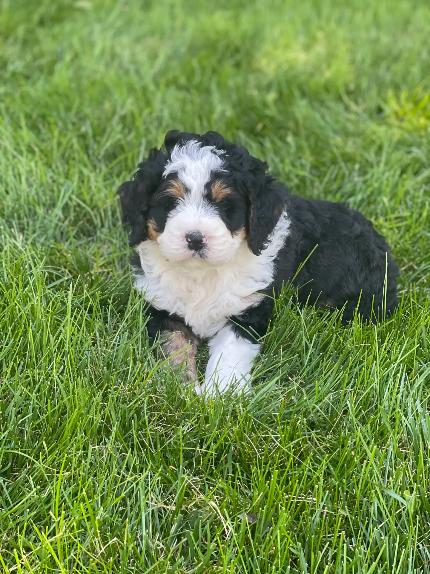 Fluffy black, white, and tan puppy sitting in a green grassy yard, looking at the camera