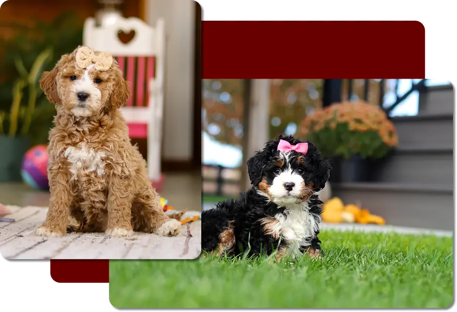 Two cute puppies wearing bows: a tan curly pup indoors and a black‑and‑white pup outdoors on the grass