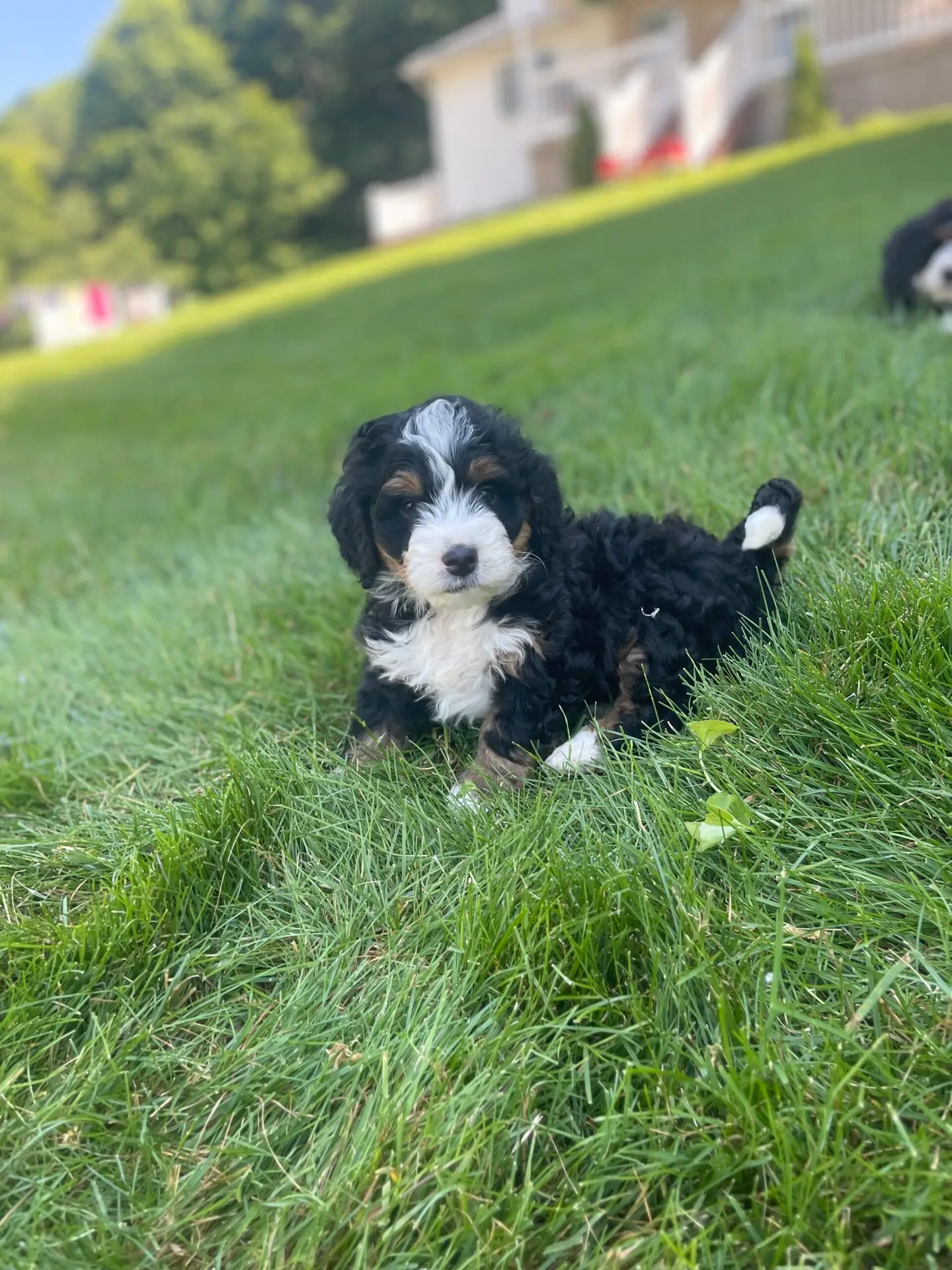 Fluffy black, white, and tan puppy resting on a green lawn with a blurred house in the background.