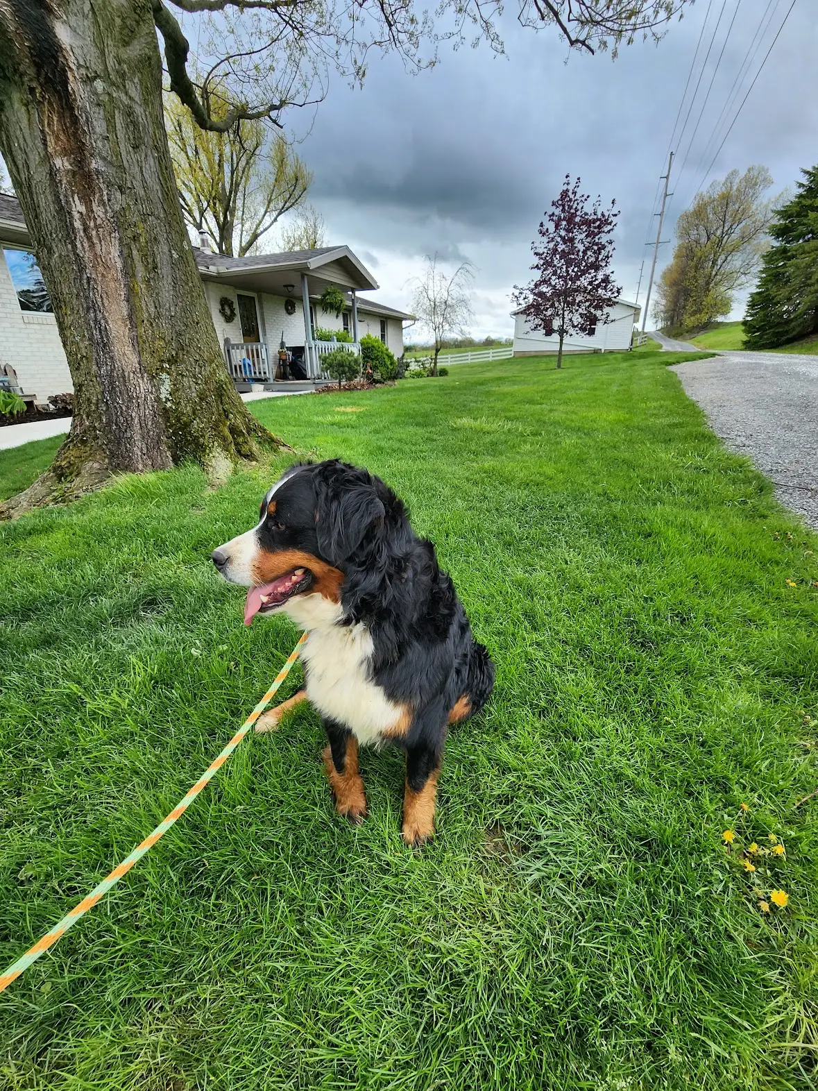 Bernese Mountain Dog on an orange leash sits on a lush green lawn in front of a white house and trees under a cloudy sky.