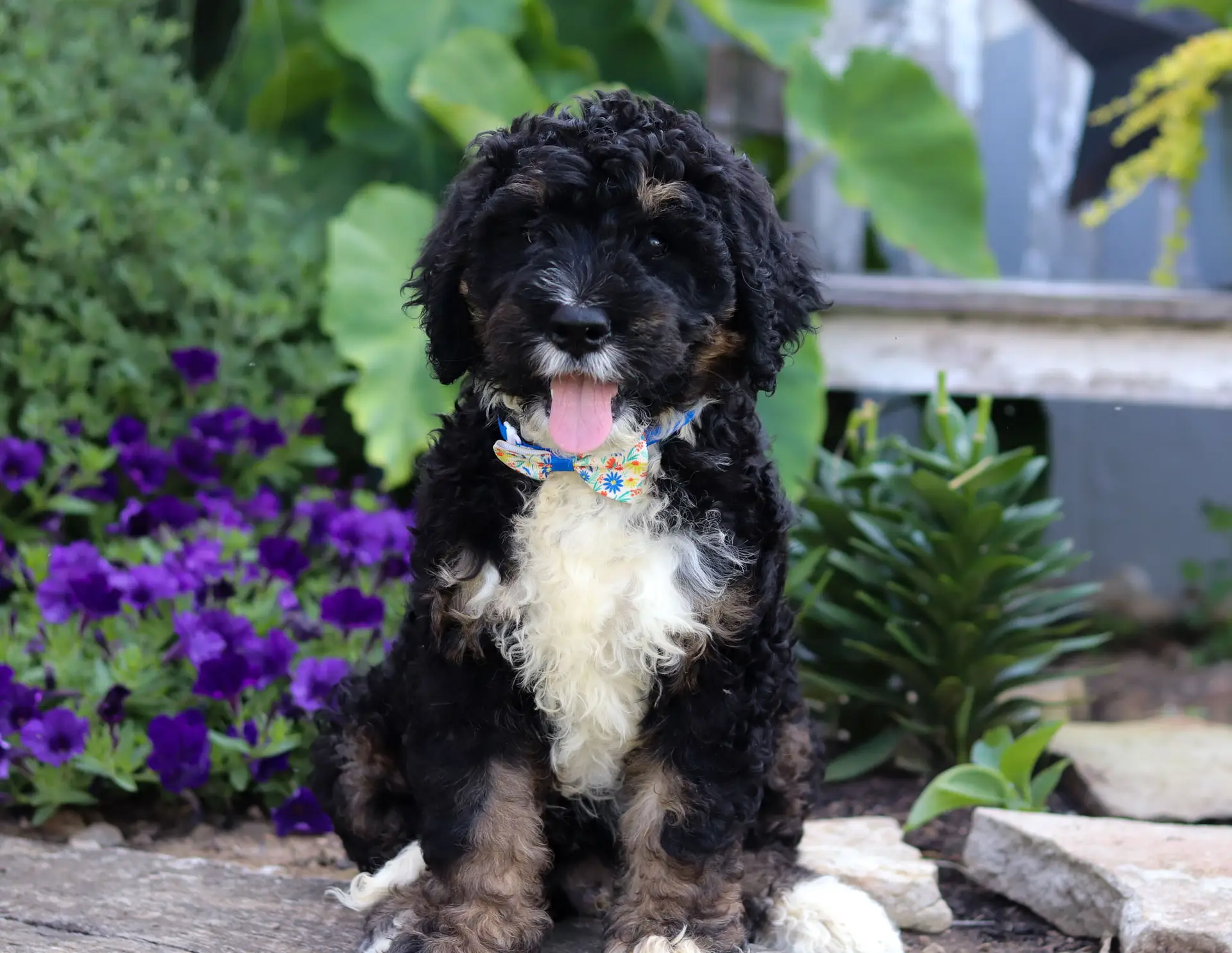 Curly black and white puppy with a colorful floral bandana sits on stone steps in a garden, tongue out and purple flowers in the background.