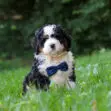 Fluffy black, white, and tan puppy wearing a dark blue bow tie sits in a grassy park.