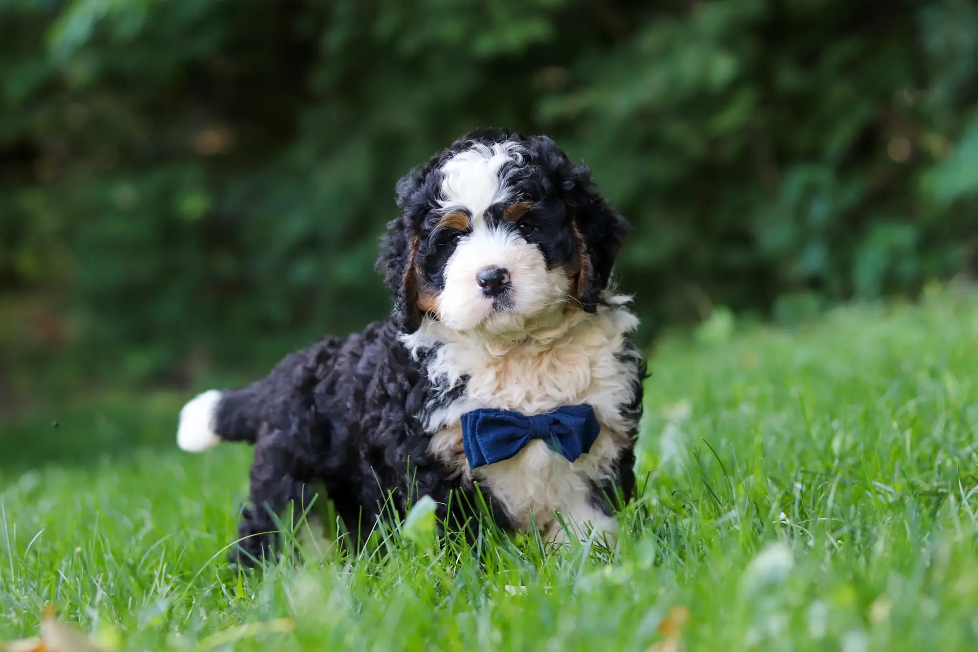 Fluffy black, white, and tan puppy wearing a blue bow tie sits in a grassy outdoor setting with a blurred green background.