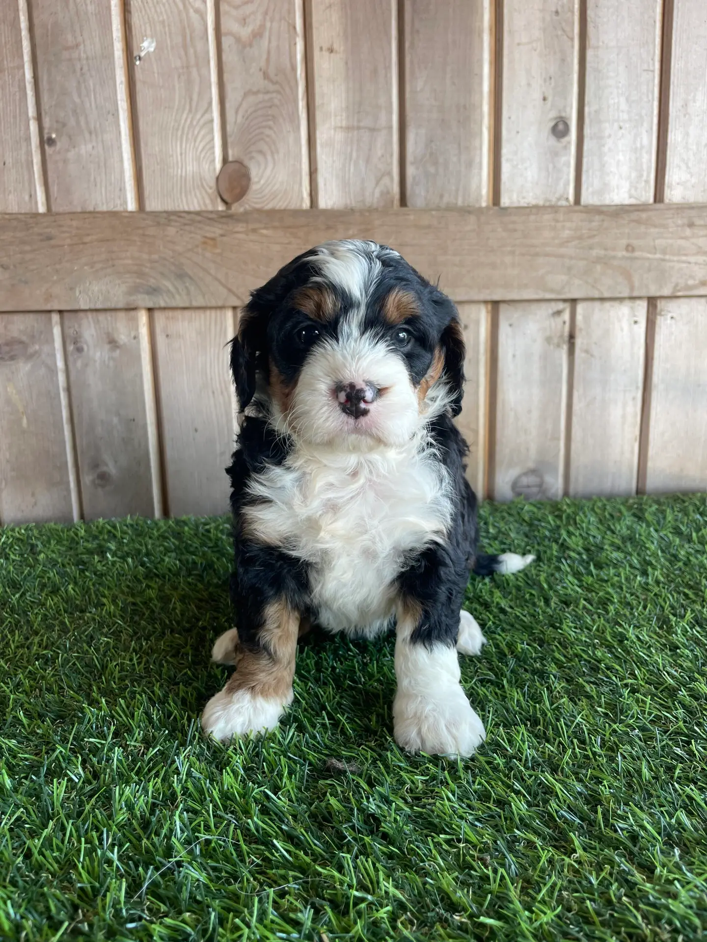 Fluffy tricolor puppy (black, white, tan) sits on green grass with a wooden fence behind it, looking at the camera.