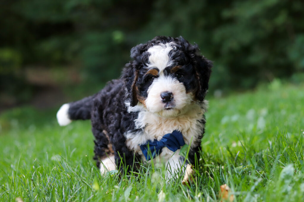 Fluffy black, white, and tan puppy standing in green grass outdoors, wearing a blue bandana.