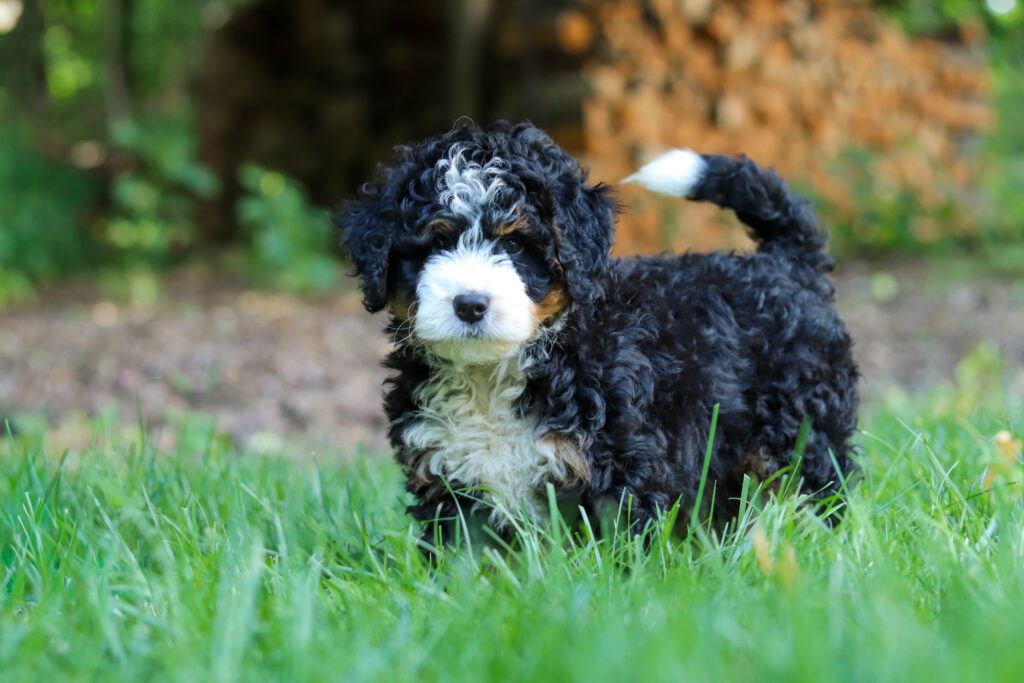 Young black-and-white curly-haired puppy standing in green grass outdoors in a yard.