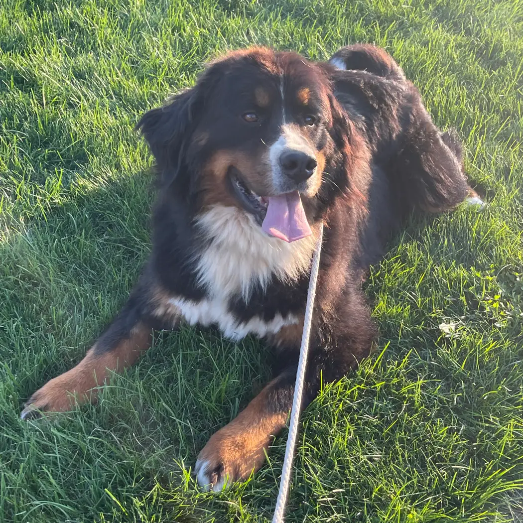 Bernese Mountain Dog lying in green grass with tongue out and leash visible