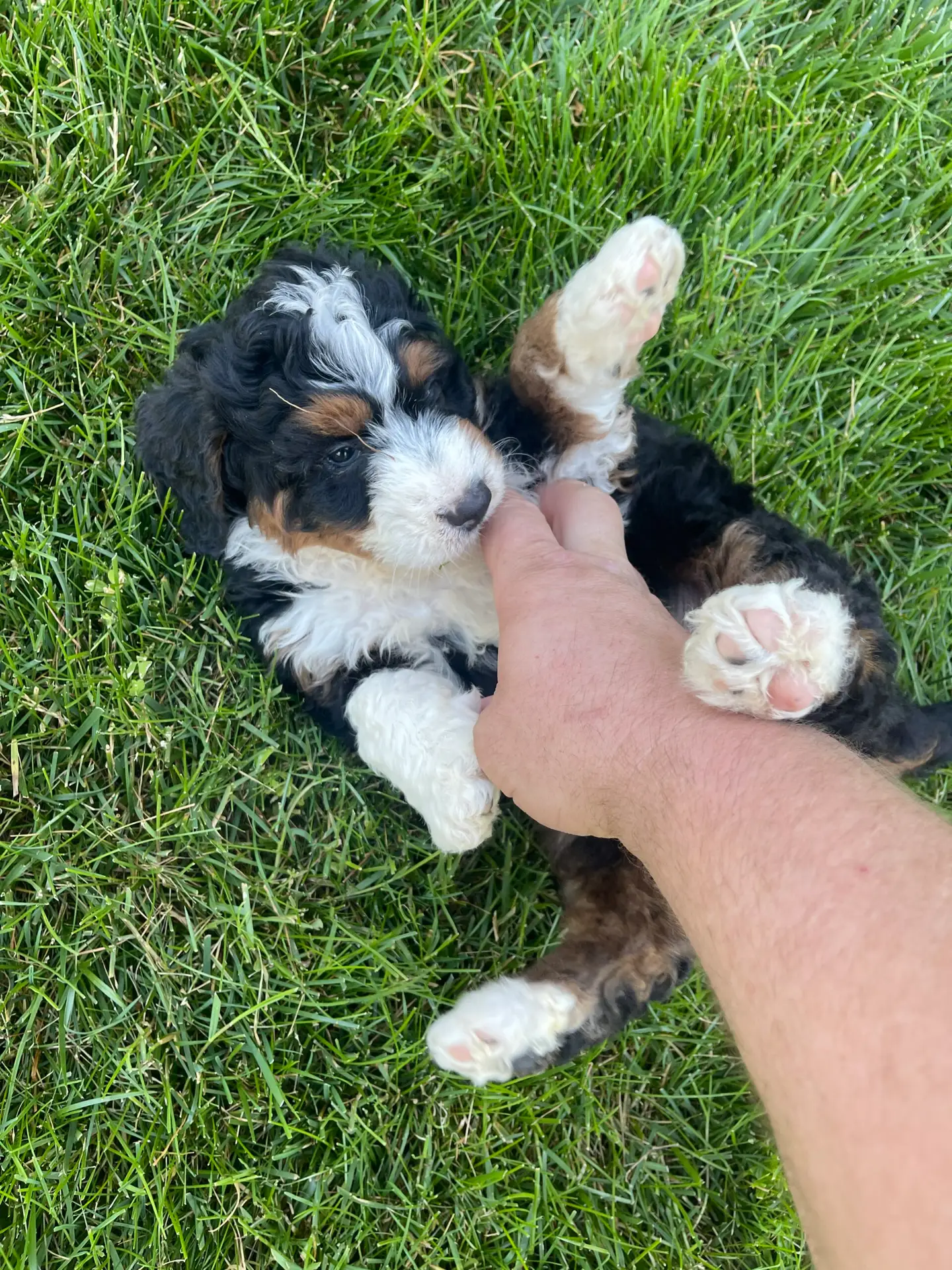 Fluffy tricolor puppy lying on its back in green grass, being gently held by a person’s hands