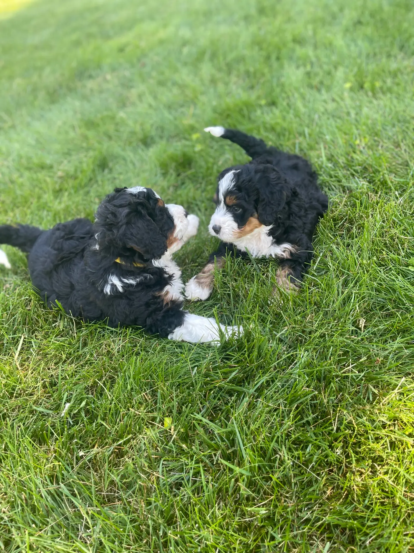 Two fluffy Bernedoodle puppies play on a green lawn, facing each other with curious expressions.
