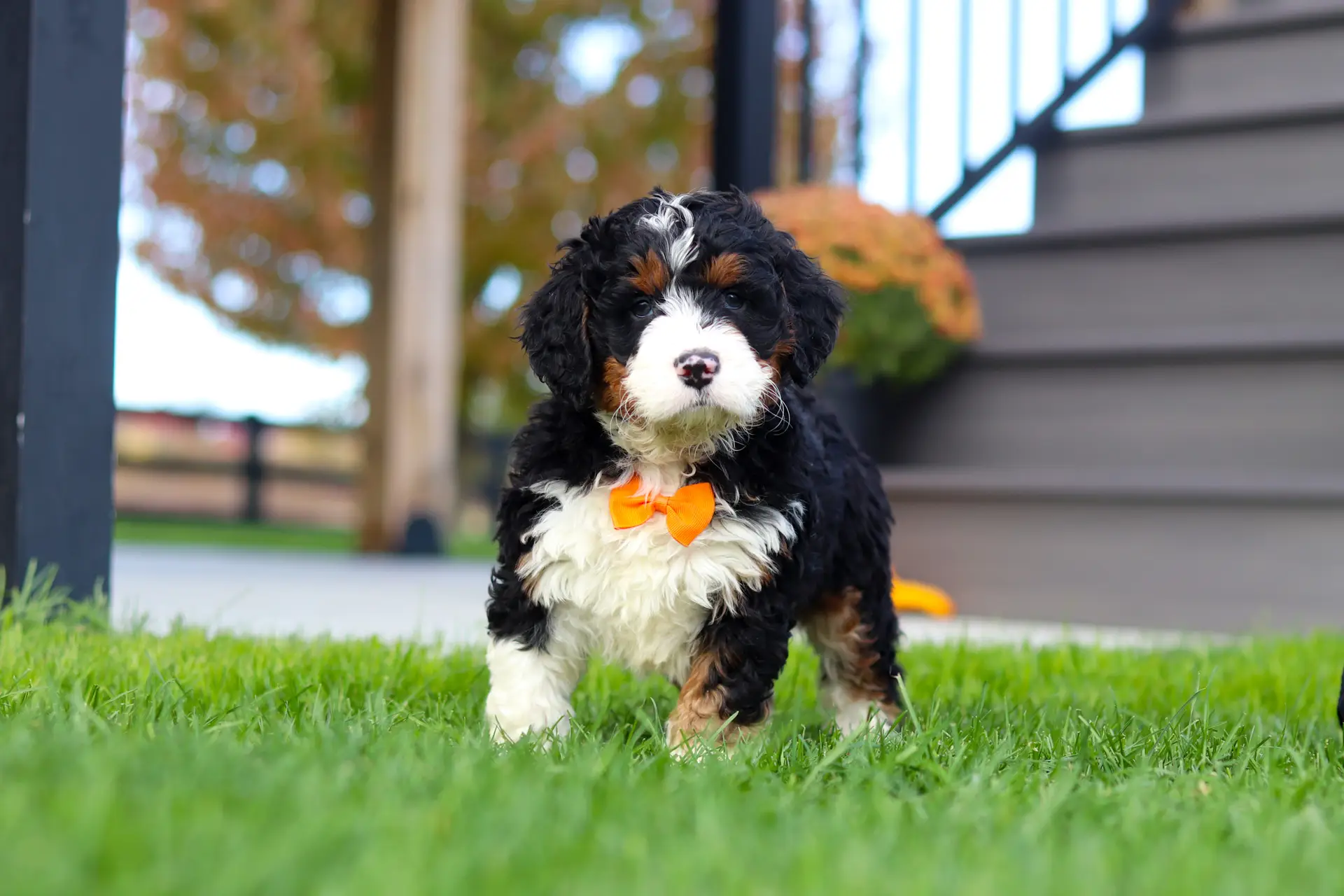 Fluffy black, white, and brown puppy wearing an orange bow tie on green grass in a yard.