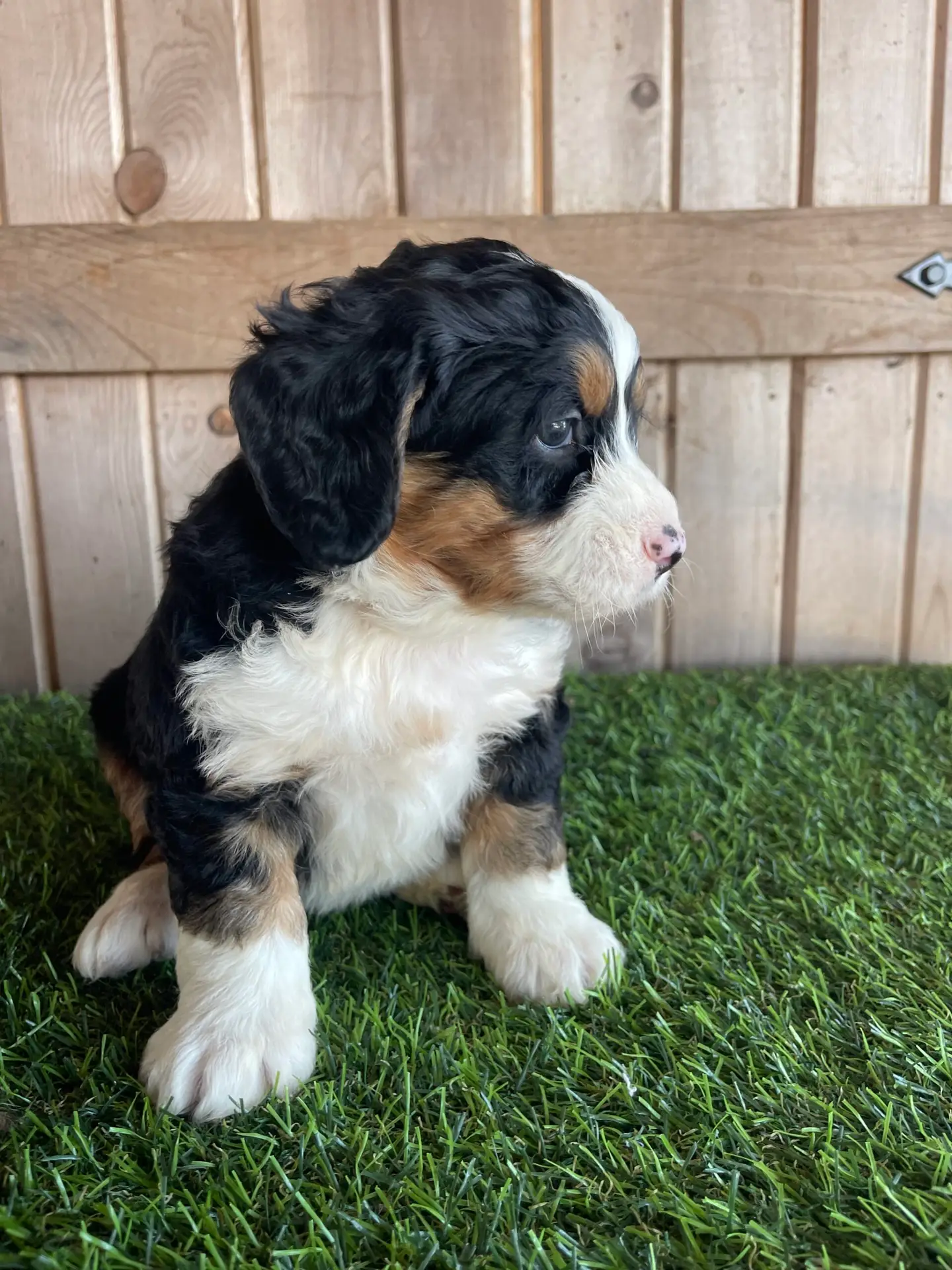 Young Bernese Mountain Dog puppy sitting on green artificial grass with a wooden fence in the background, looking to the right.