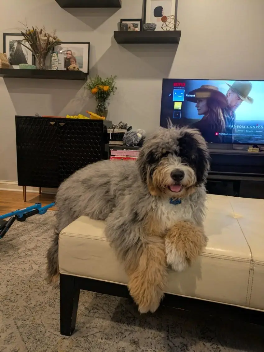 Fluffy gray and tan dog lounging on a white ottoman in a living room, tongue out, with a TV and shelves in the background.